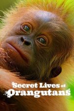 Nonton film Secret Lives of Orangutans (2024) terbaru di Dutamovie21